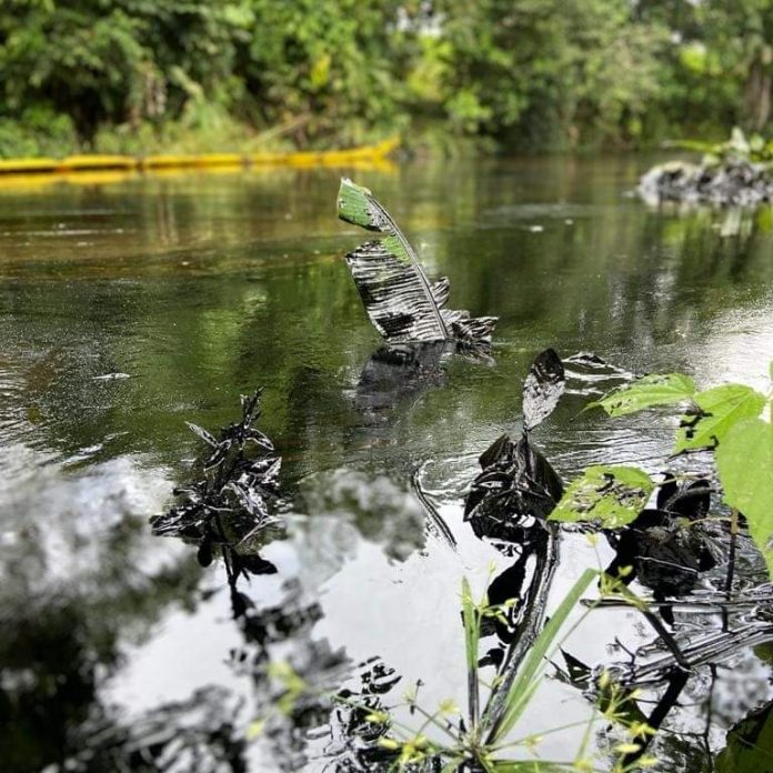 SUCUMBIOS.- Derrame de petróleo en el Río Conejo en Sucumbíos deja pérdidas en la fauna marítima.
