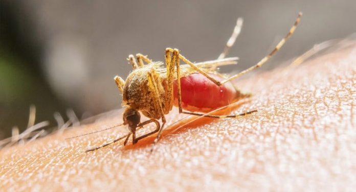 Un joven de 26 años fue detectado con fiebre amarilla, siendo este el primer caso registrado en Ecuador.