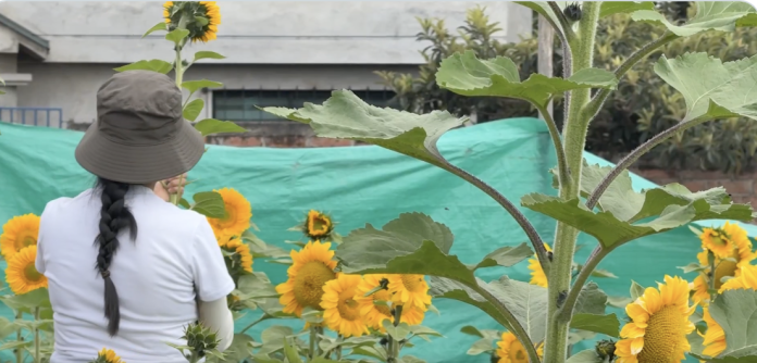 Mujer en un campo de girasoles